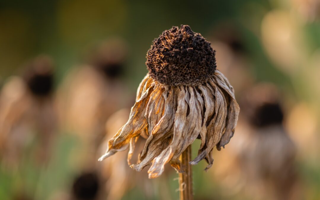 ActionAid: Novac koji pomaže u odgovoru na klimatsku krizu ne bi je trebao pogoršavati 