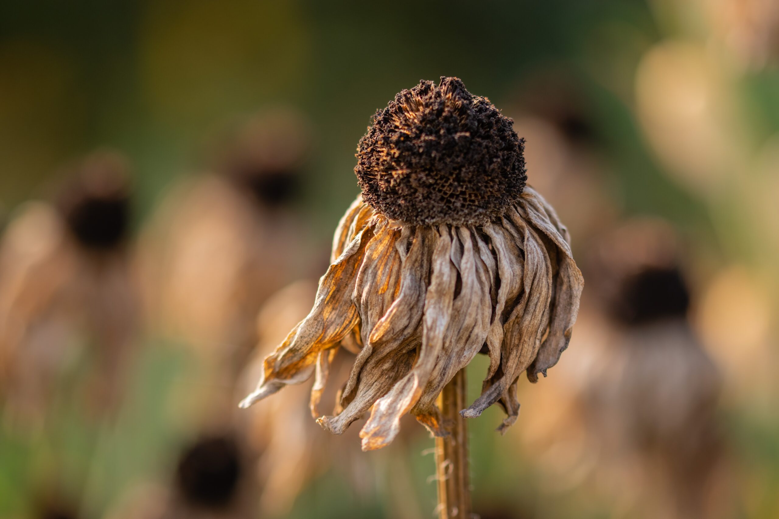 Photo by Pawel Czerwinski on Unsplash