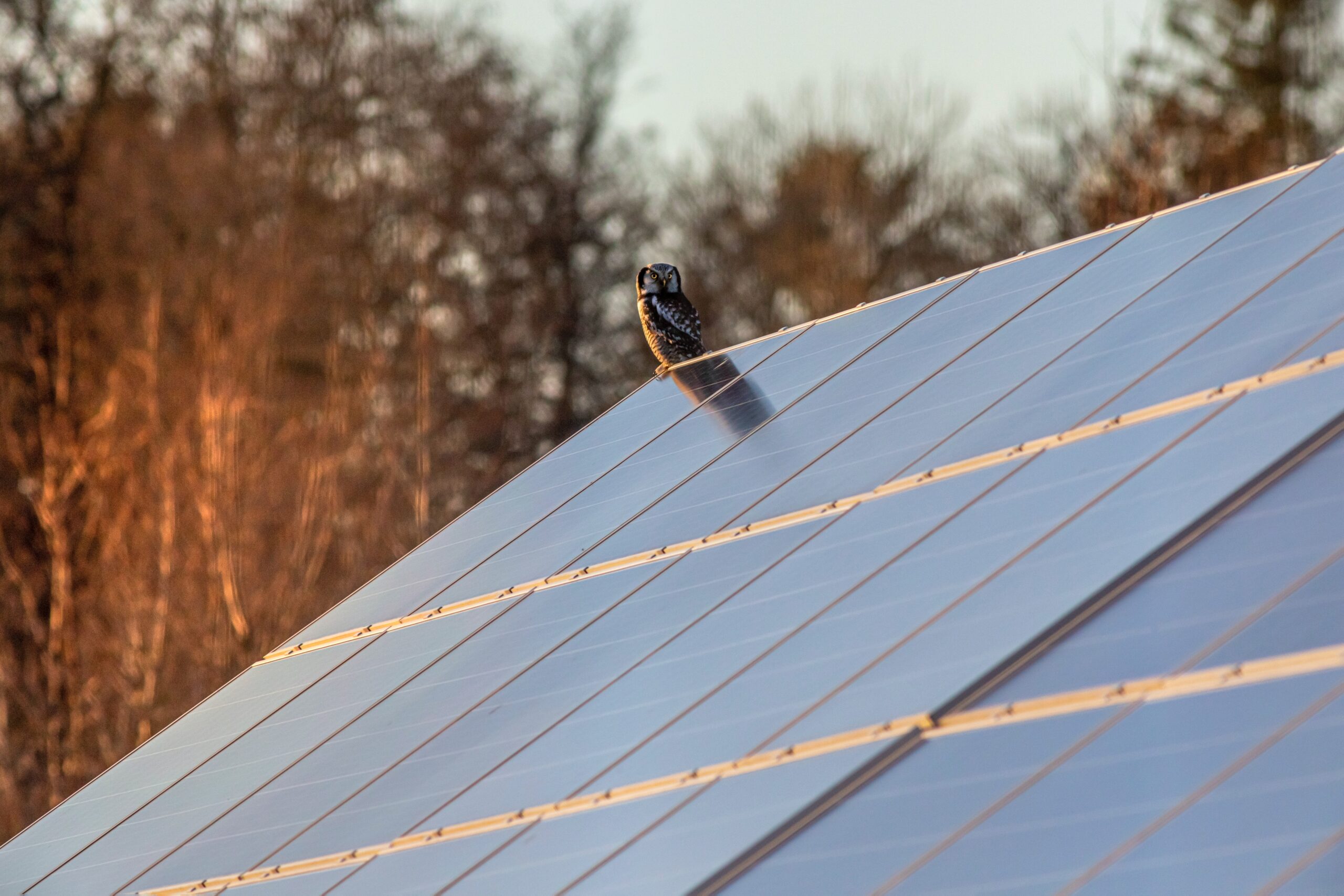 Photo by Erik Karits: https://www.pexels.com/photo/owl-perching-on-solar-panel-roof-10268580/
