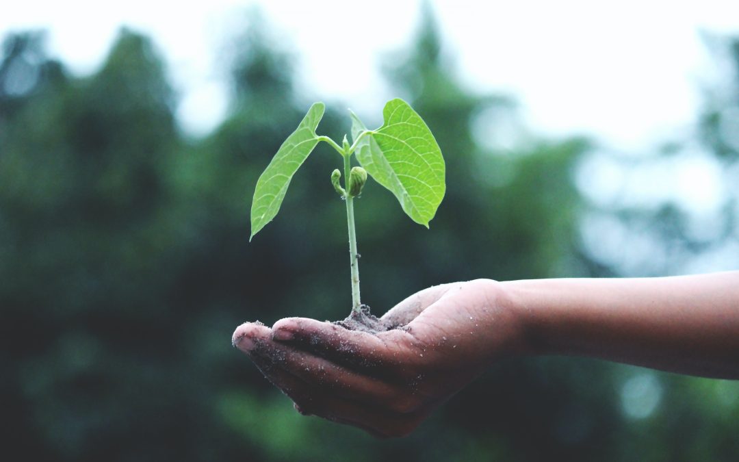 DOOR je održao edukaciju o održivom razvoju, energetici, klimatskim promjenama i bioekonomiji